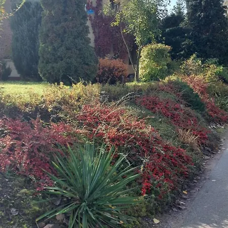 Ogrod * Scinawka Srednia